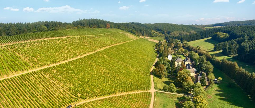 Der Weinberg direkt am Weingut Karthäuserhof.