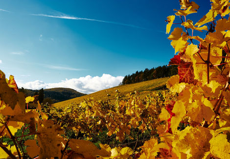 Weinberg im Herbst