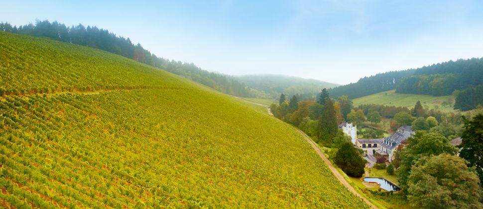 Blick auf den Weinberg neben dem Weingut Karthäuserhof.