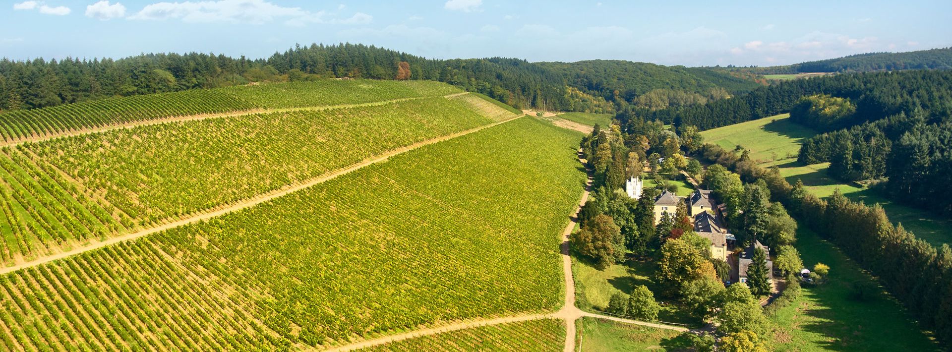 Der Weinberg direkt am Weingut Karthäuserhof.