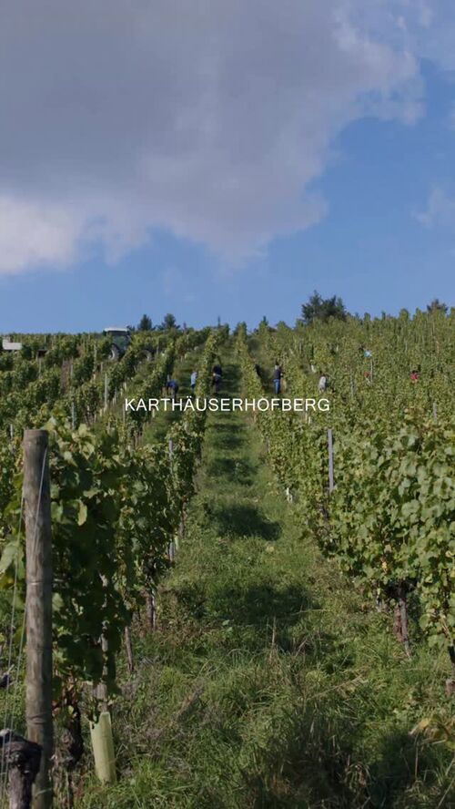 Bild des Posts "Harvest on the Karthäuserhofberg"