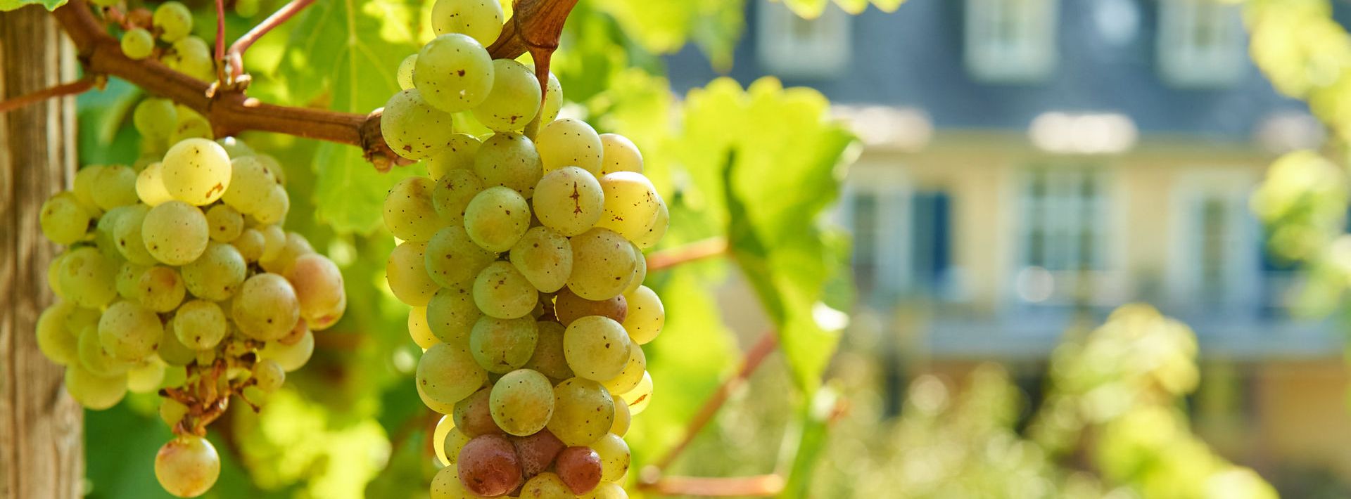 Weintrauben vor dem Karthäuserhof.