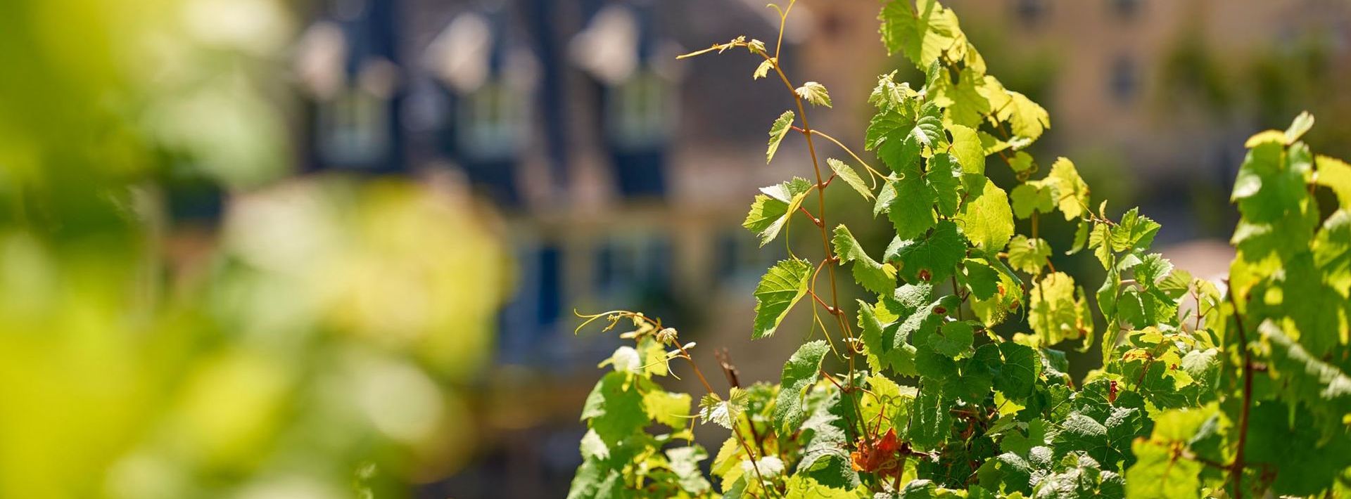 Blick auf das Weingut Karthäuserhof.