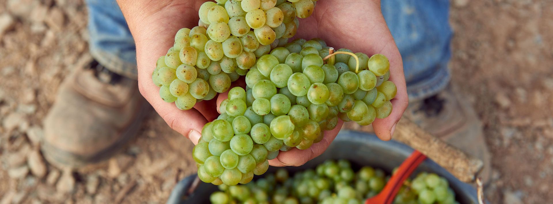 Präsentation der reifen Traubenernte.