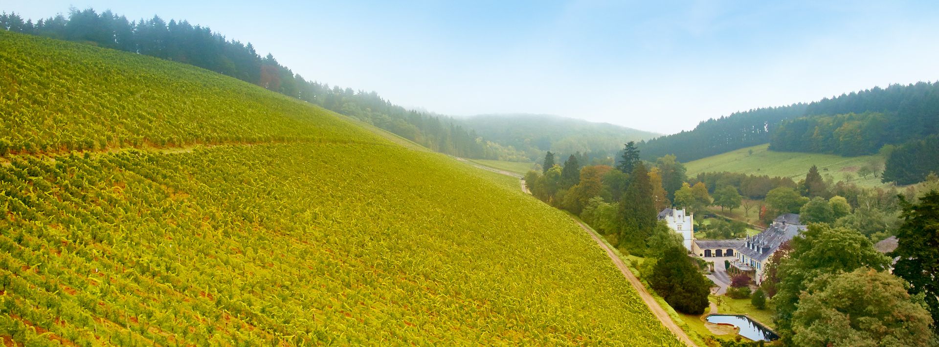 Blick auf den Weinberg neben dem Weingut Karthäuserhof.